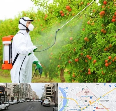 سمپاشی درختان در زیتون کارمندی اهواز 