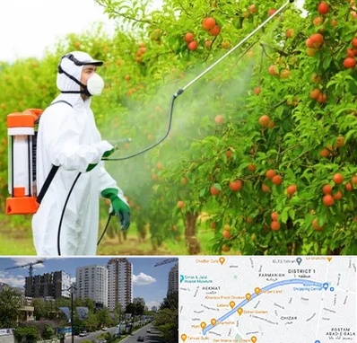 سمپاشی درختان در اندرزگو 