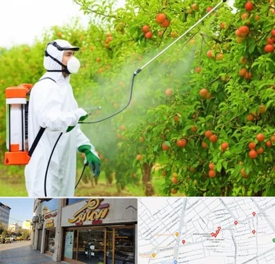 سمپاشی درختان در عطاران قم 