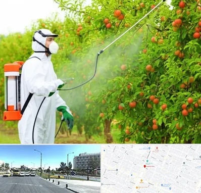 سمپاشی درختان در بلوار کلاهدوز مشهد 