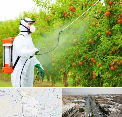 سمپاشی درختان در حصارک کرج 