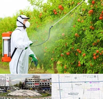 سمپاشی درختان در مرکز تهران 