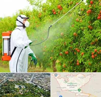 سمپاشی درختان در شهرکرد