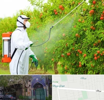 سمپاشی درختان در بریانک