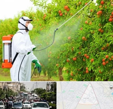 سمپاشی درختان در سیدی مشهد 