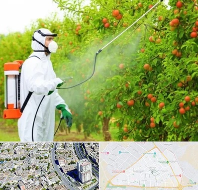 سمپاشی درختان در قاسم آباد مشهد 