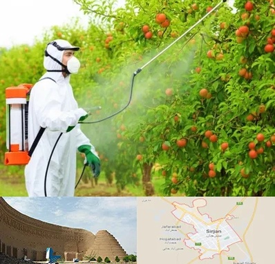 سمپاشی درختان در سیرجان