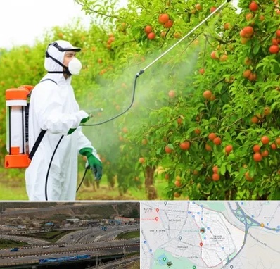 سمپاشی درختان در یاغچیان تبریز 