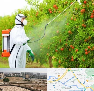 سمپاشی درختان در کوی وحدت شیراز 