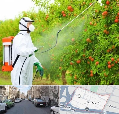 سمپاشی درختان در مجیدیه شمالی