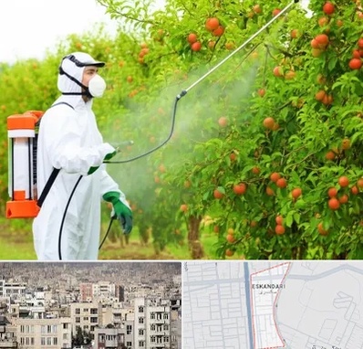 سمپاشی درختان در اسکندری 