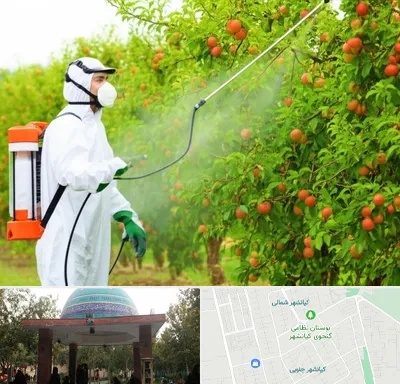 سمپاشی درختان در کیانشهر