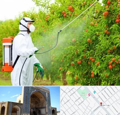 سمپاشی درختان در مصلی مشهد 