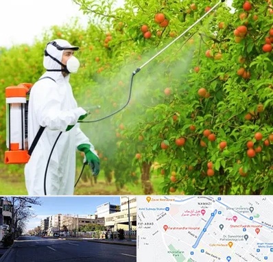 سمپاشی درختان در خیابان ملاصدرا شیراز 