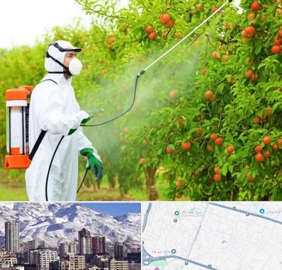 سمپاشی درختان در ازگل 