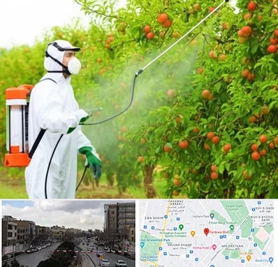 سمپاشی درختان در بلوار فردوسی مشهد 