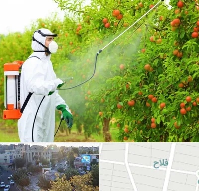 سمپاشی درختان در فلاح