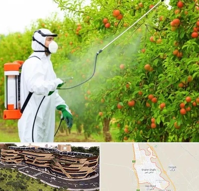 سمپاشی درختان در شاهین شهر