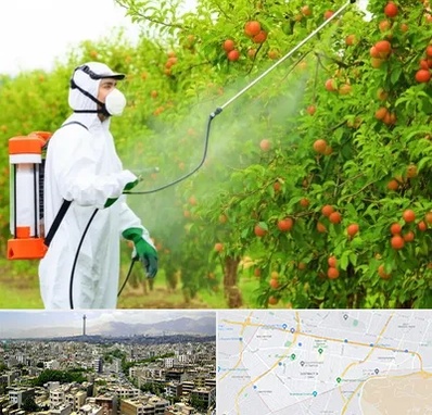 سمپاشی درختان در منطقه 8 تهران 
