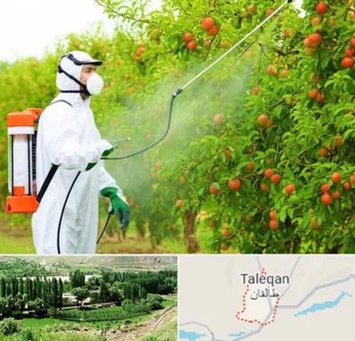 سمپاشی درختان در طالقان