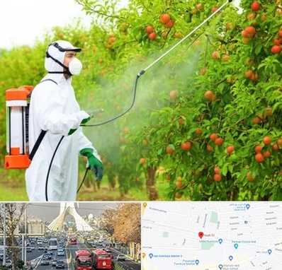 سمپاشی درختان در خیابان آزادی 