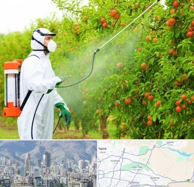 سمپاشی درختان در شمال شرق تهران