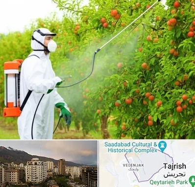 سمپاشی درختان در زعفرانیه 
