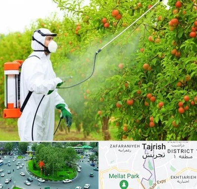 سمپاشی درختان در تجریش 