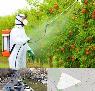 سمپاشی درختان در احمدآباد مشهد 