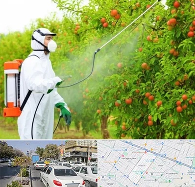 سمپاشی درختان در مفتح مشهد 