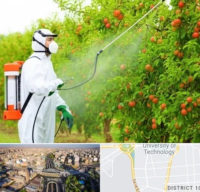 سمپاشی درختان در استاد معین 