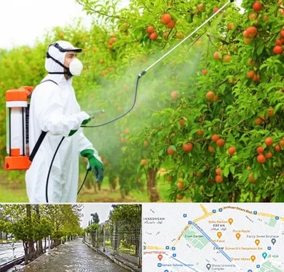 سمپاشی درختان در خیابان ارم شیراز 