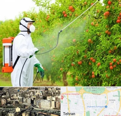 سمپاشی درختان در مرزداران