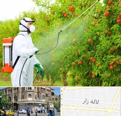 سمپاشی درختان در لاله زار