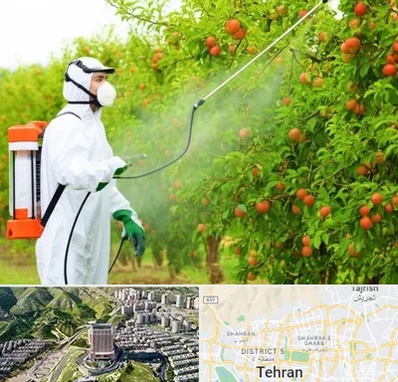 سمپاشی درختان در شمال تهران 