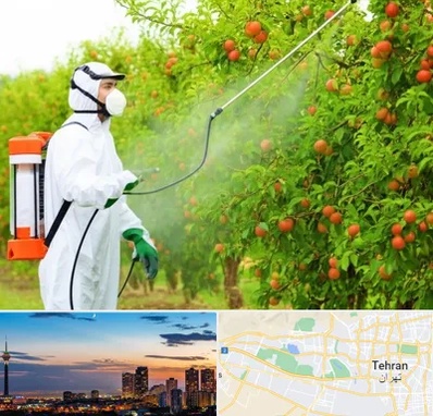 سمپاشی درختان در غرب تهران 