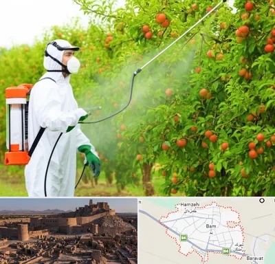 سمپاشی درختان در بم