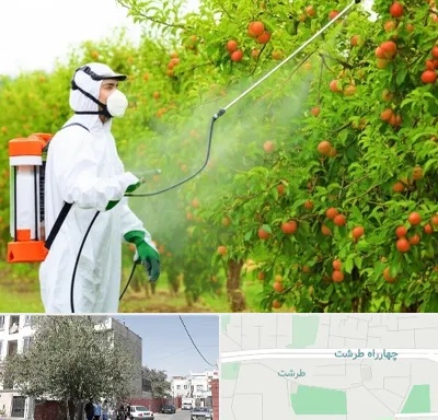 سمپاشی درختان در طرشت