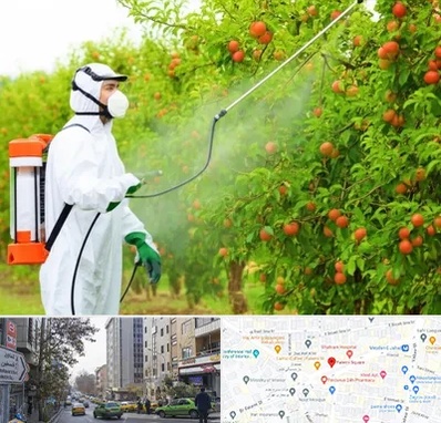 سمپاشی درختان در فاطمی