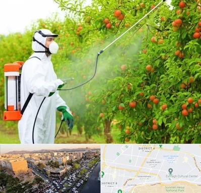 سمپاشی درختان در تهرانپارس 