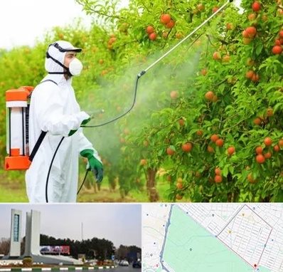 سمپاشی درختان در بلوار فلسیطین مشهد 