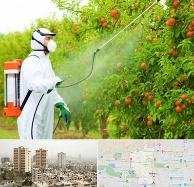 سمپاشی درختان در منطقه 5 تهران