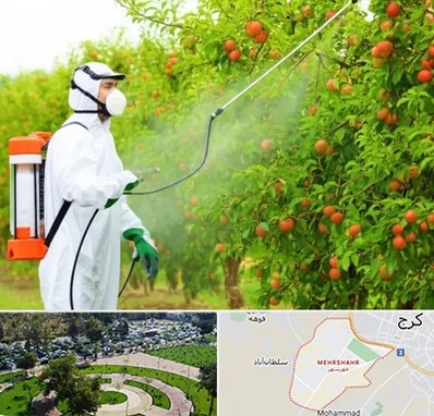 سمپاشی درختان در مهرشهر کرج 