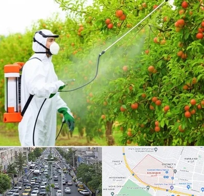 سمپاشی درختان در گلشهر کرج 