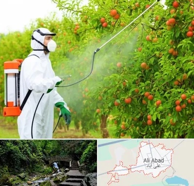 سمپاشی درختان در علی آباد کتول
