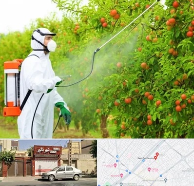 سمپاشی درختان در باجک قم 