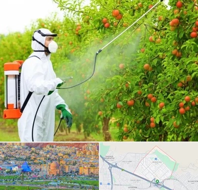 سمپاشی درختان در رشدیه تبریز 