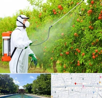 سمپاشی درختان در هشت بهشت اصفهان 