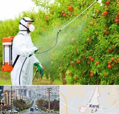 سمپاشی درختان در گوهردشت کرج 