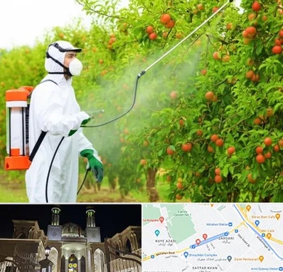 سمپاشی درختان در زرگری شیراز 